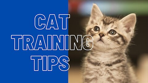 Basic Cat Training Tips Step by Step | Obey your every command