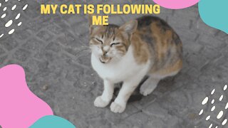 My cat is following me