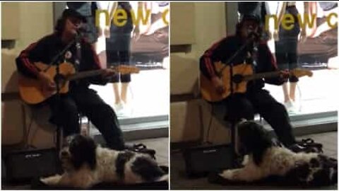 Gatumusiker i Nya Zeeland sjunger duett med sin hund