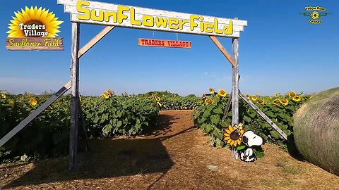 Check Out the 10 Acre Sunflower Field at Traders Village in San Antonio #sunflower #maze #sunflowers