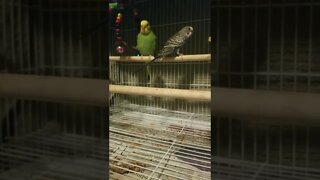 Budgie Parrots Dancing 😂😎 #shorts #budgies #parakeets #birds #youtubeshorts