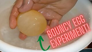 Bouncy Egg Experiment | Krazy Kidz Creations