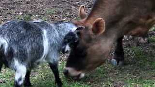 Adorable amitié entre une chèvre et une vache