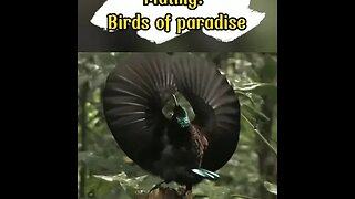 Mating: Birds of Paradise #shorts