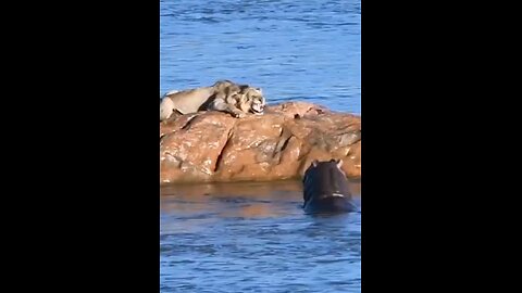 Male Lion Attacked By Hippo