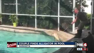 Family finds 300 pound alligator in their pool