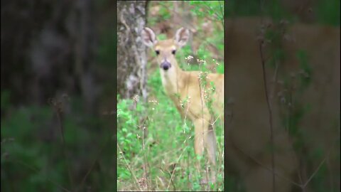 young deer