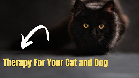 Therapy for your dog and cat. Sleep music for dogs and pets