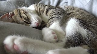 Sweet Little Cat Wakes Up and Purrs