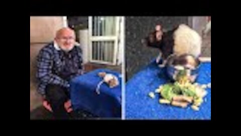 Homeless Man Asks People For Help After His Beloved Pet Rat Gets Stolen