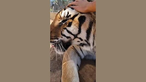 Roar & Stretch: Tiger's Wake-Up Routine 🌞🐯