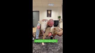 Animals Chiropractic