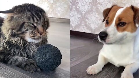 Cat and Dog adorably fight over a toy ball