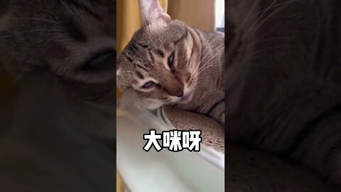 Have you ever seen a cat sleeping with its eyes open你们见过睁着眼睛睡觉的猫咪吗