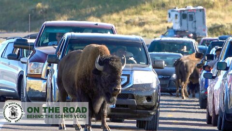 BISON vs TOURISTS Some things are worth seeing...