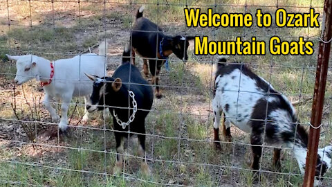 Goats on the Farm / Ozark Mountain Goats