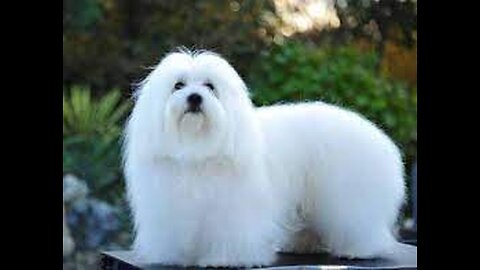 Top 10 Dog Breeds In The World