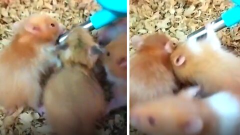 Funny cute hamsters scramble to drink water with each other