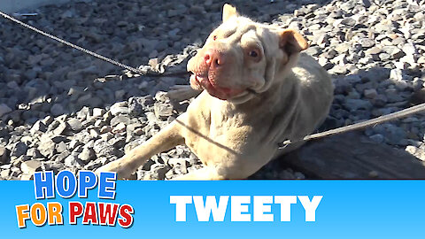 Injured Shar-Pei lives on the railroad tracks; rescuing her turned to be dangerous!