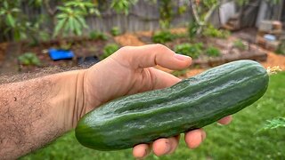 First cucumber of the season