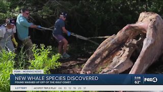 New species of whale in Mexico