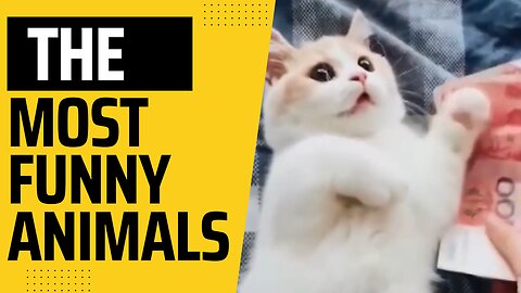 Cute Pets And Funny Animals Compilation | Funny cats and dog video | Funny video