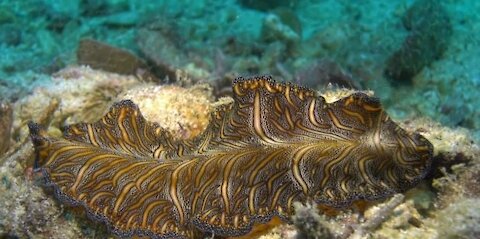 Swimming Flatworm, Yawning Lion fish and a Cuttlefish Changing Colour