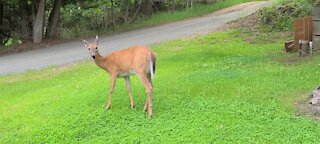 Mother deer without fawn