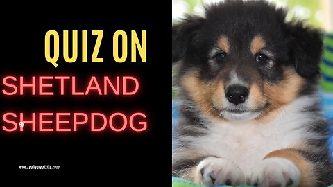 Quiz on Shetland sheep dog