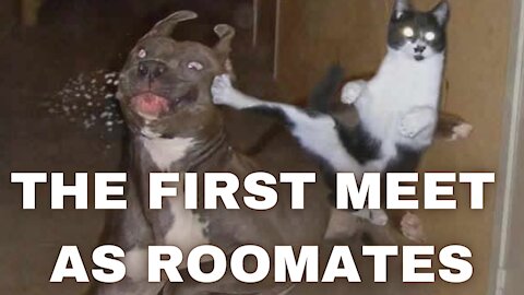 The First Meet Between Dogs and Cats as Roomates