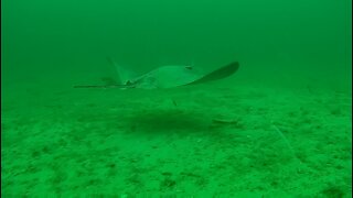 Halibut and Stingray at Smugglers Underwater Drone