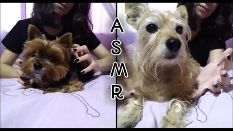 ASMR - Minhas cachorras são de plástico e vidro