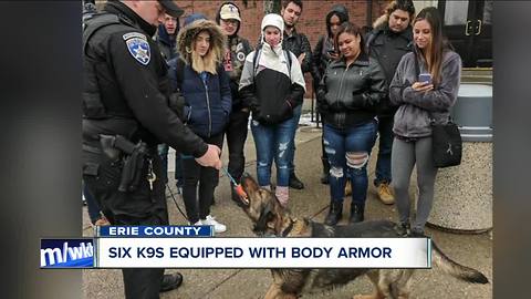 Six K9s equipped with body armor