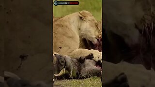 Lion take down warthog