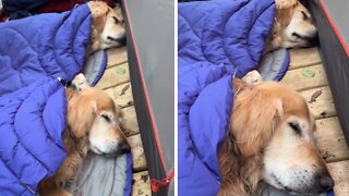 Golden Retrievers have tent slumber party