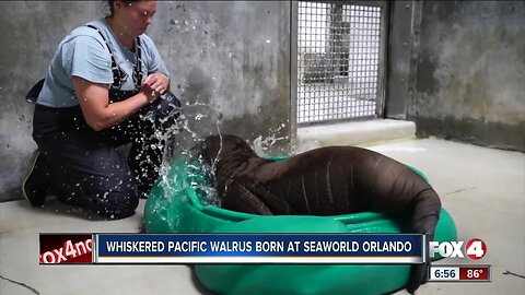 Pacific Whiskered Walrus calf born in Orlando