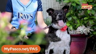 Pet Patrol | Morning Blend