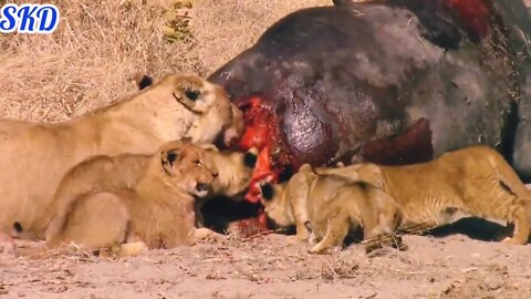 Terrible.....incredible attached Lion to the buffalo 🦬#bbc, #sarojkumardalua, #wild animals