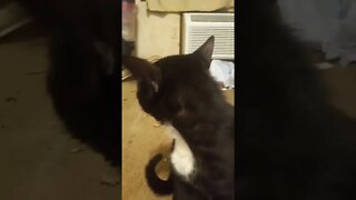 moonpie the kitty #shorts #shortsvideo