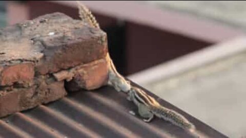 Watch two adorable chipmunks kissing