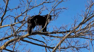 Kitty Cat Lands In the Wrong Yard *RESCUED*