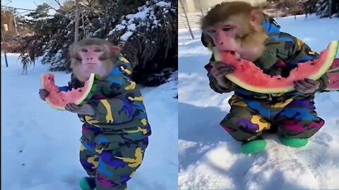 Manky video really amazing | funny monkey | funny and cute