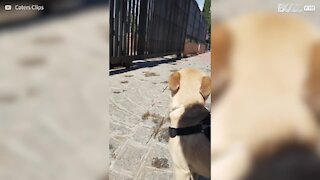 Ce chien est triste que son parc favori soit fermé