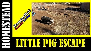 Little Pig Escape on the Homestead