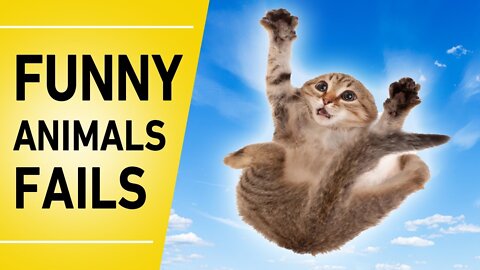 Funny animal fails😂