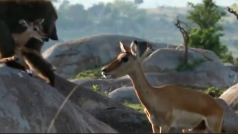 The kidnapping of a baby impala by a baboon makes the mother sad