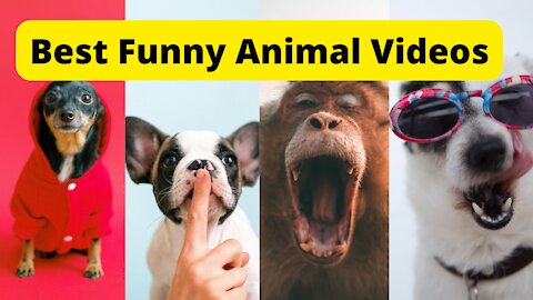 Best Funny Animal Videos 2021, All Cute Animals Funniest Clips