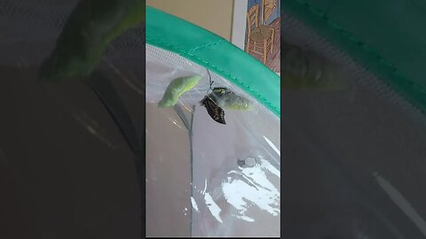 Time lapse: Caterpillar to Butterfly Metamorphosis