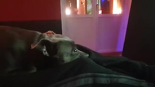 Pup proves it's man's best friend by watching owner play video games