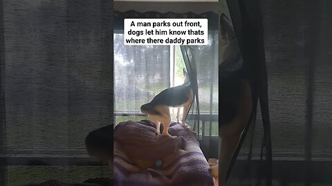 Dogs Bark At Man In Car